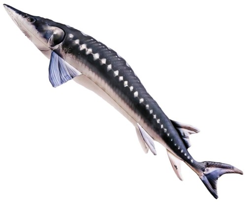 gaby_maskotka_jesiotr