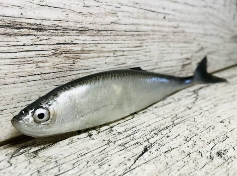 Sewro przynęta Ukleja Czarna płetwa 16cm/21g - rękodzieło