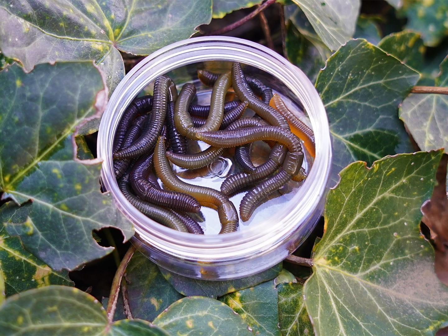 Trout Master przynęta gumowa Dendrobena 6cm Natural